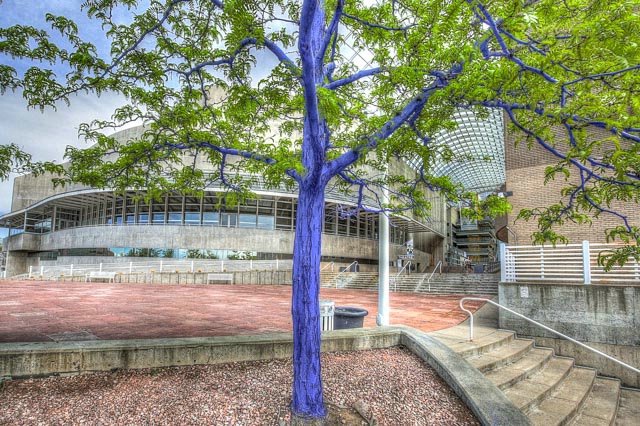 Dimopoulos Blue Trees in Denver Colorado 