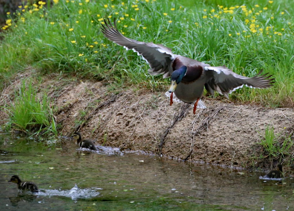 Look out little buddies!