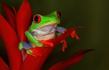 Red Eyed Tree Frog