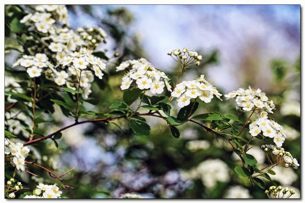 spirea painterly