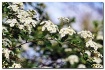 spirea painterly