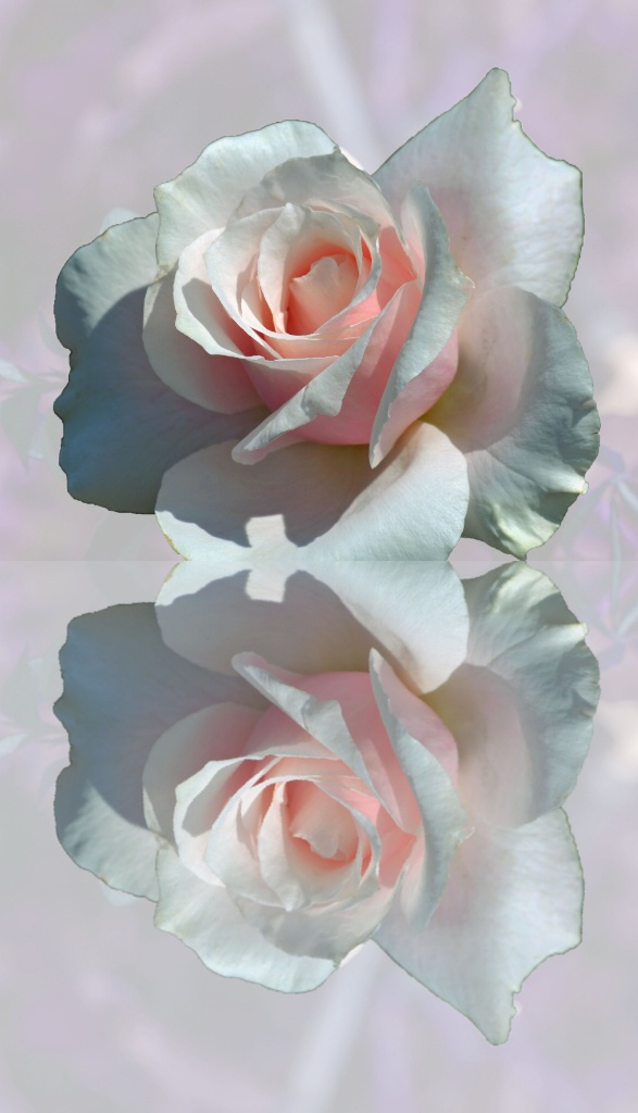 pink rose reflection