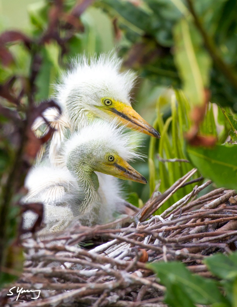Two Egret Chicks; Wakodahatchee Wetlands, FL