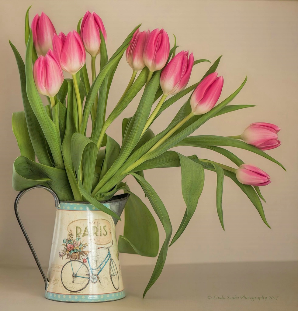 Cascade of Pink Tulips