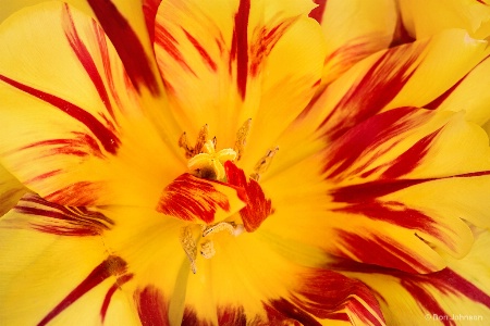 Multi-Colored Tulip 4-22-17 570