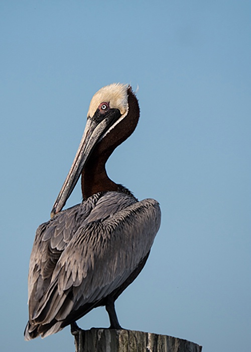 Brown Pelican, Edisto Island