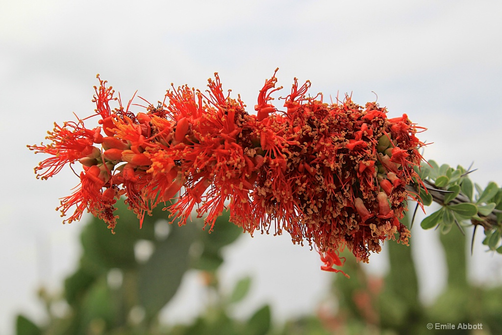 Ocotillo bloom