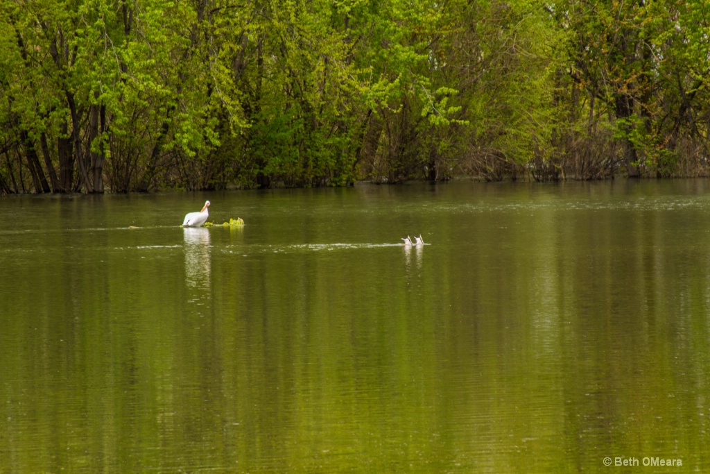 Tuck and Dive - ID: 15356859 © Beth OMeara