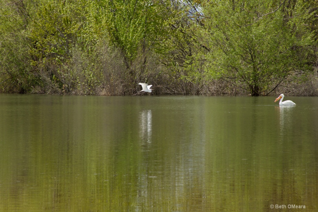 The Crane and the Pelican - ID: 15356860 © Beth OMeara