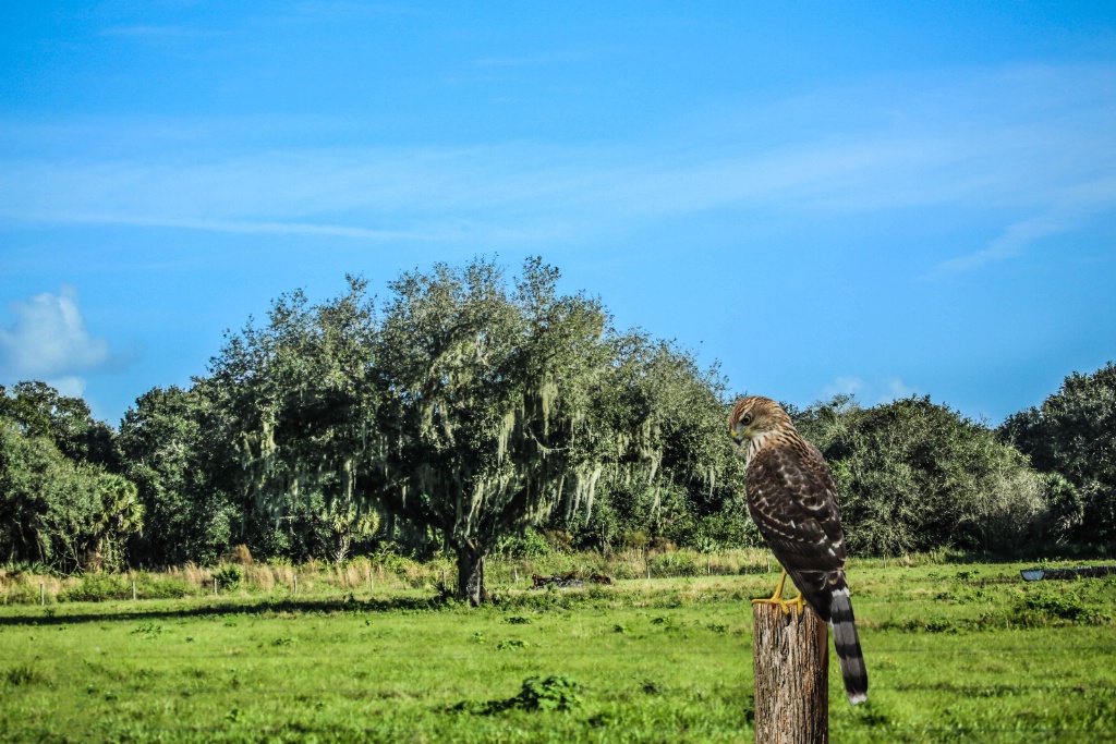 Sparrow Hawk 