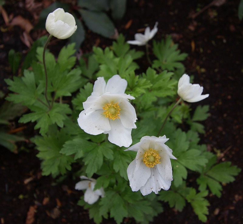 Anemone Hybrid