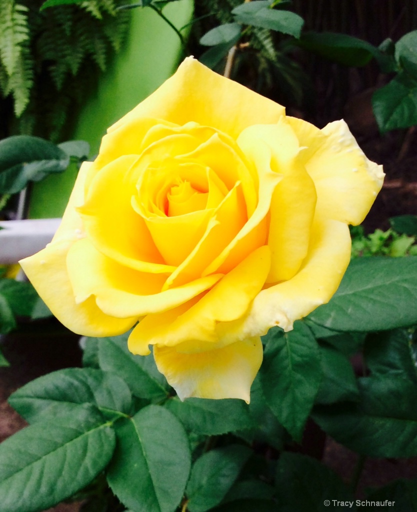 Lone yellow rose