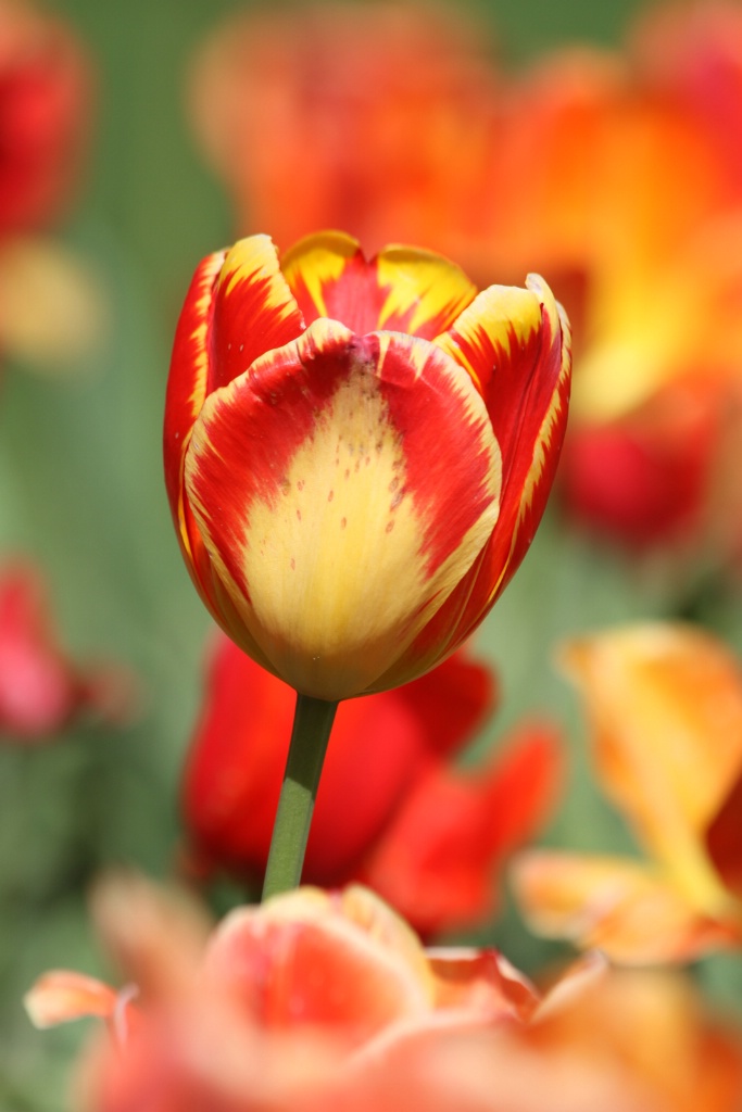 tulip vertical