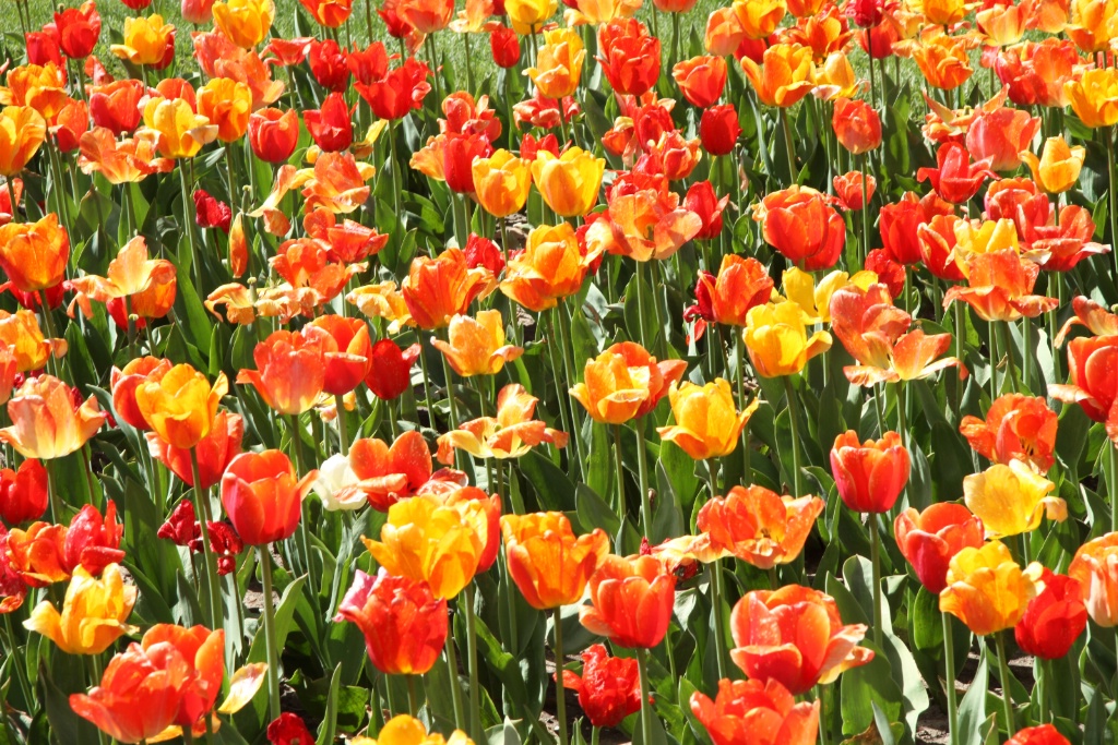 garden of tulips