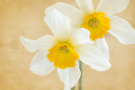 Daffodils