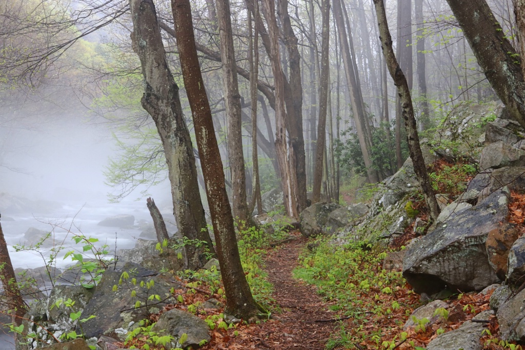 Path Along the River