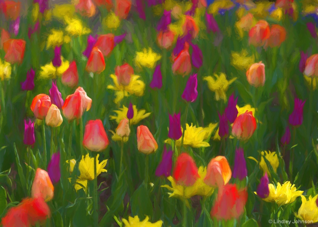 Tulip Impressions