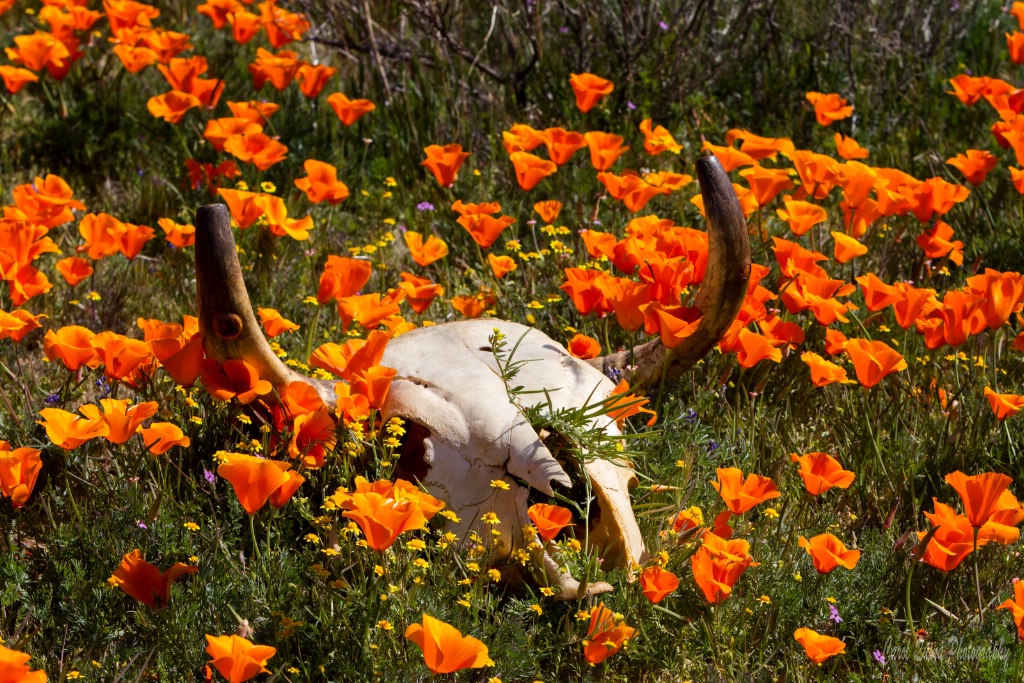 Life & Death in the Poppy Field