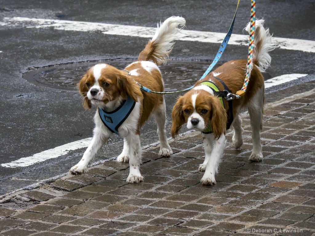 City Pets