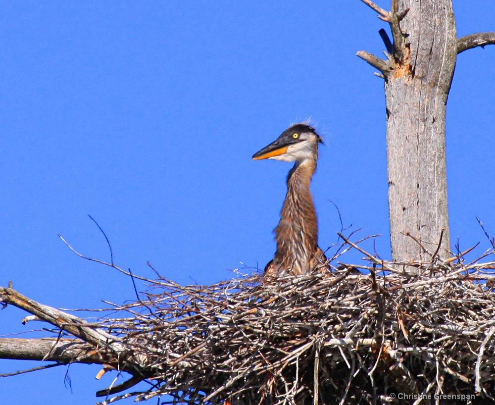 Great Blue Heron Chick