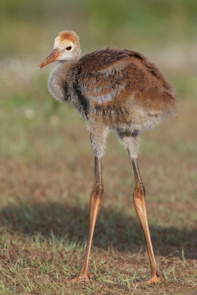 Sand Hill Crane Baby