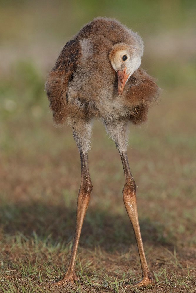 Sand Hill Crane Baby