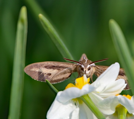 Hummingbird Moth up close 