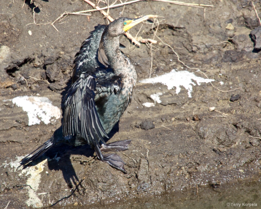 Double-crested Cormorant Drying Off - ID: 15357800 © Terry Korpela