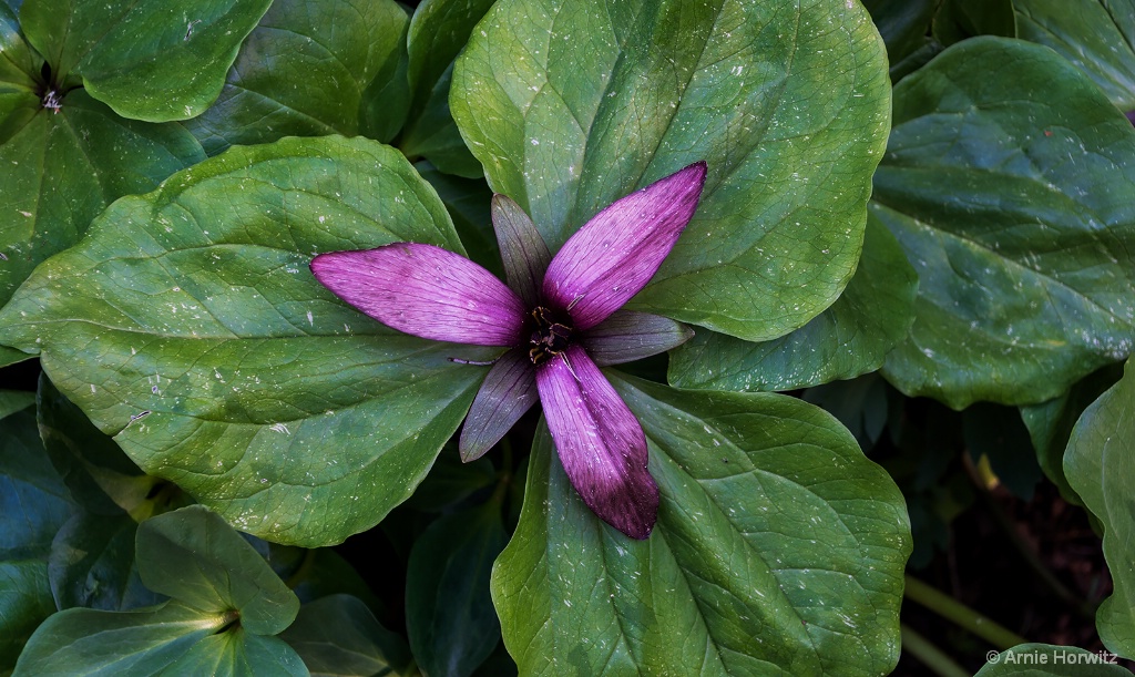 Purple and Green