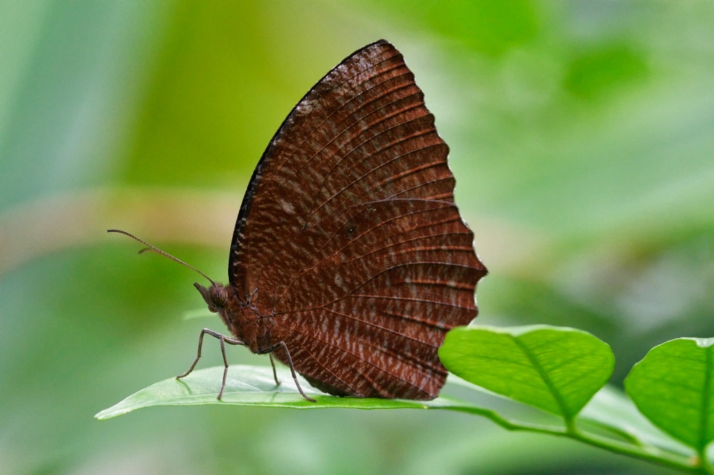 Leaf butterfly