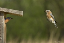 April 2017 Photo Contest 2nd Place Prize Winner