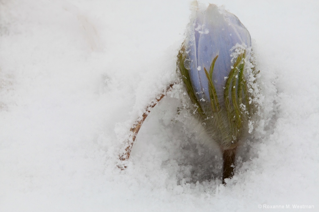 Bluestem prairie wildflower in snow