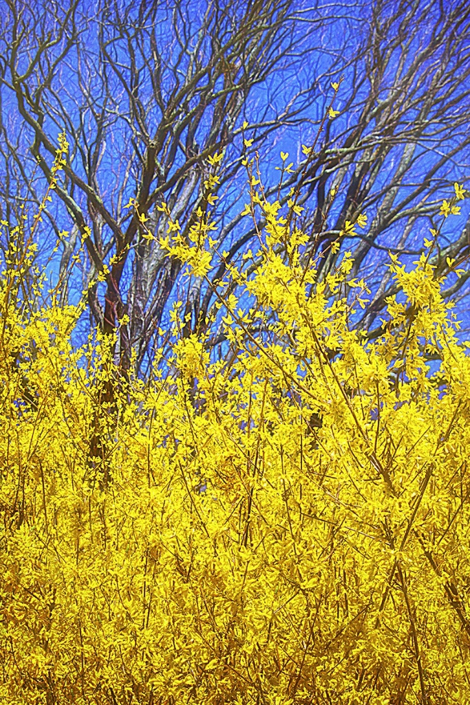 Blue and yellow April