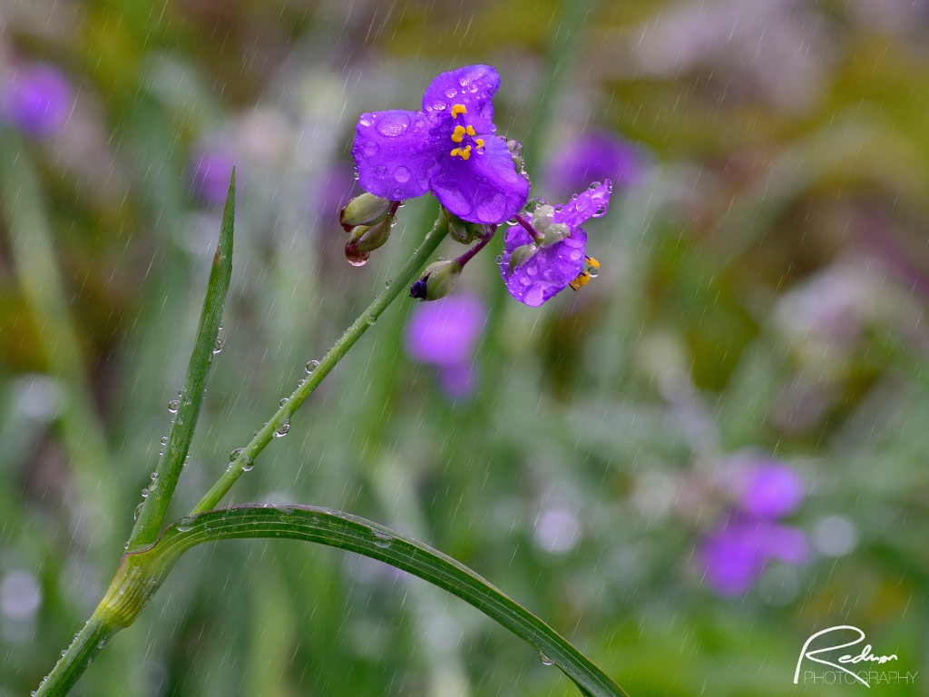 Wildflower and April Showers