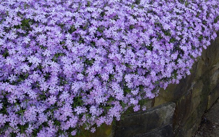 Creeping Phlox Doing What Creeping Phlox Does