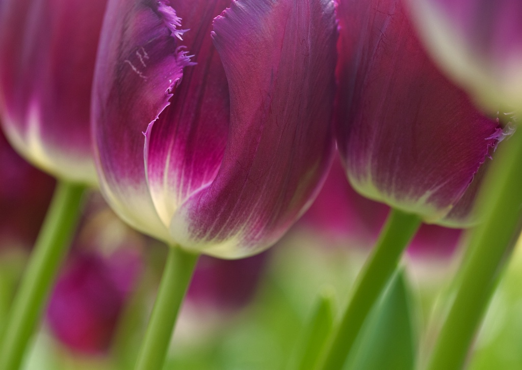 violet dancers