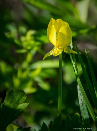 Beaty Among The Weeds