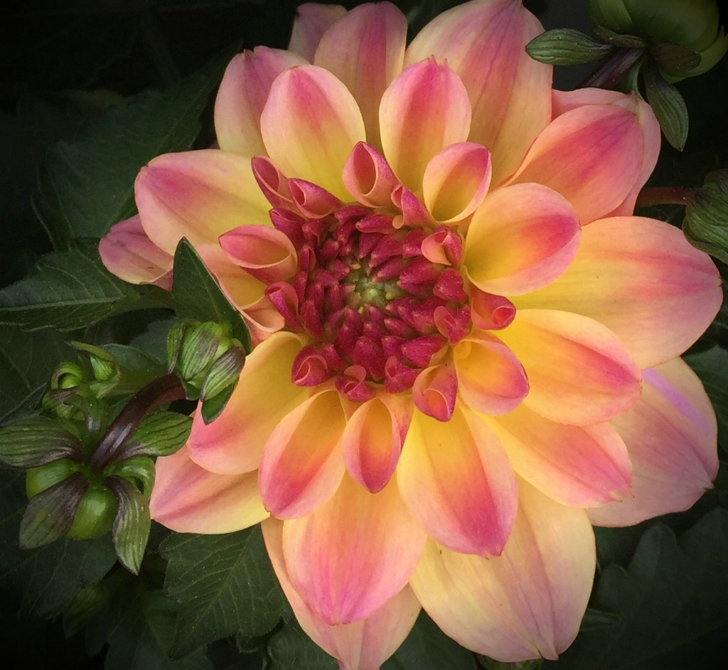 I Love Dahlias