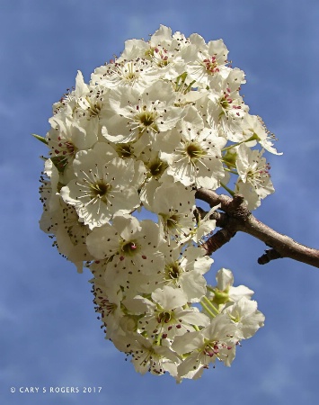 White Blossoms