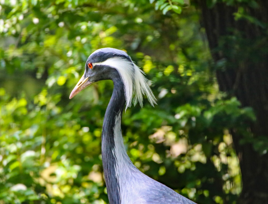 Demoiselle crane