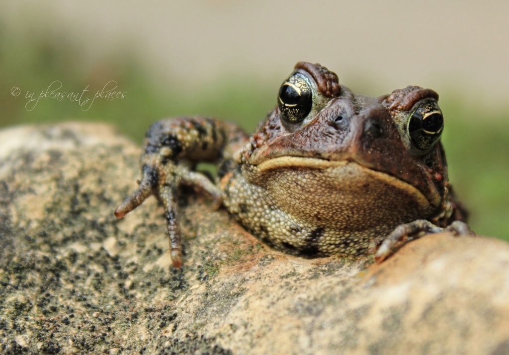 Spring Toad