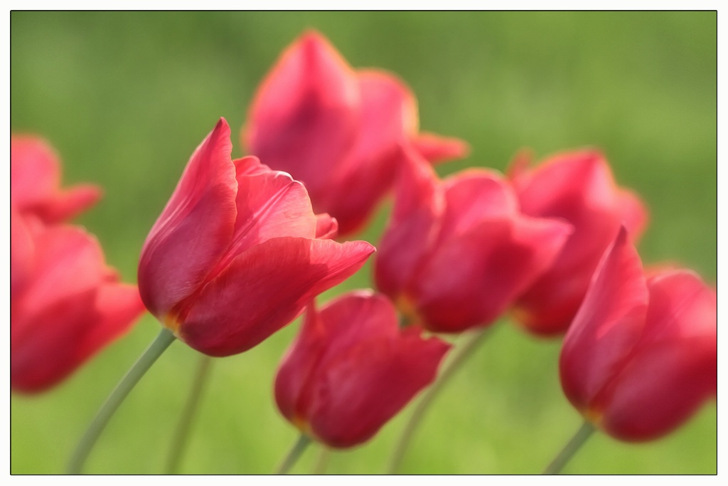 red tulips