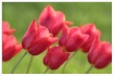 red tulips