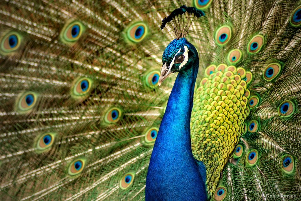 Peacock Display 4-22-17 799 - ID: 15358663 © Don Johnson