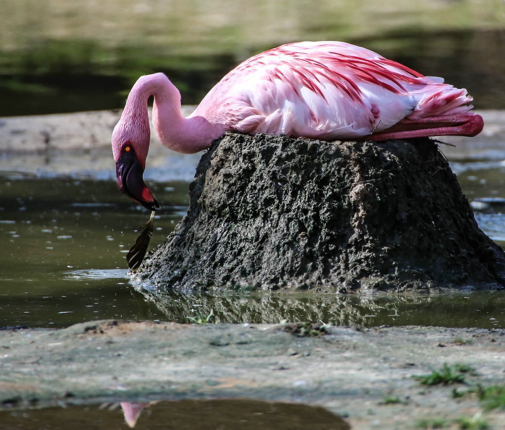 Lesser Flamingo (nesting)