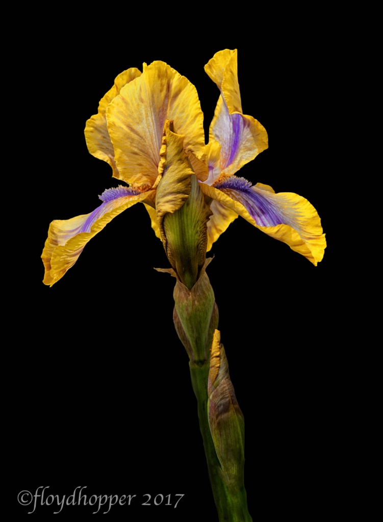 Golden Iris with Bud