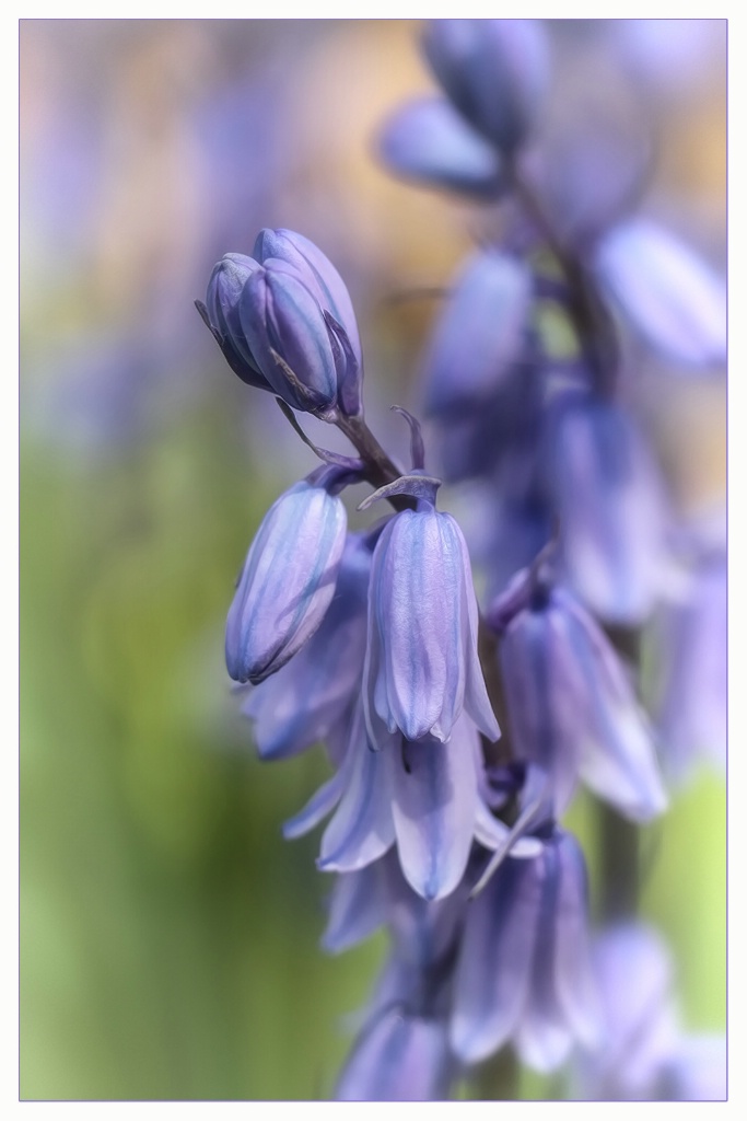 bluebells