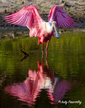 Roseate Spoonbill 