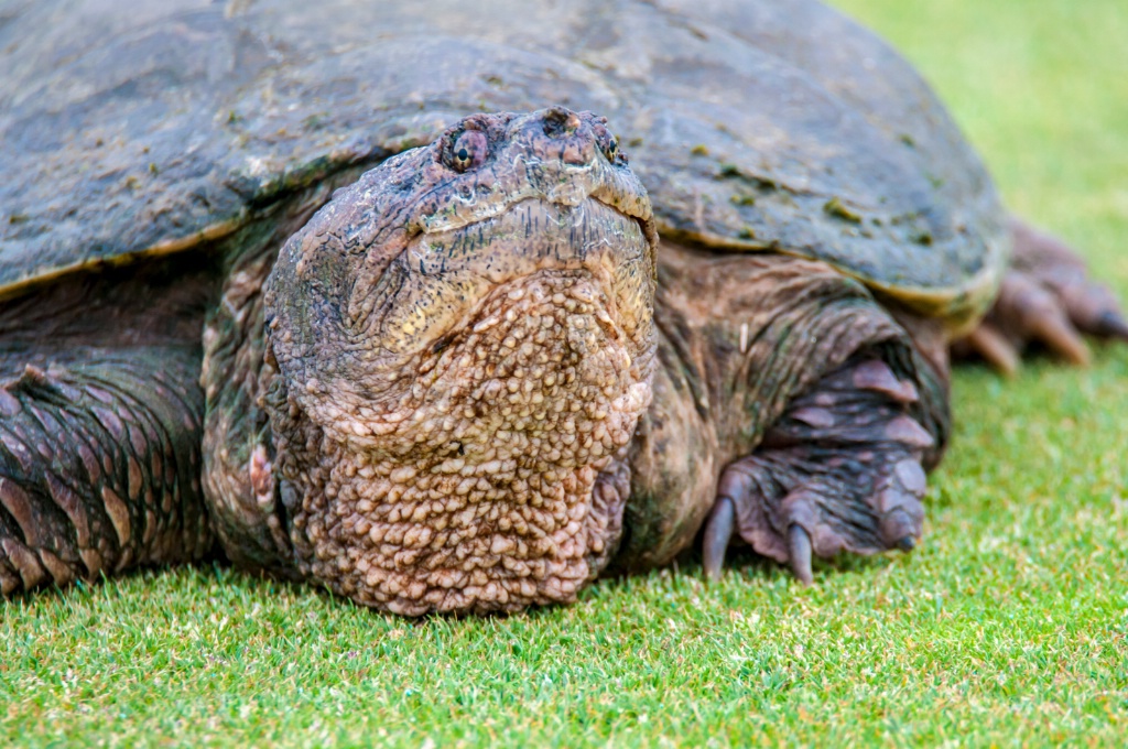 Snapping Turtle 