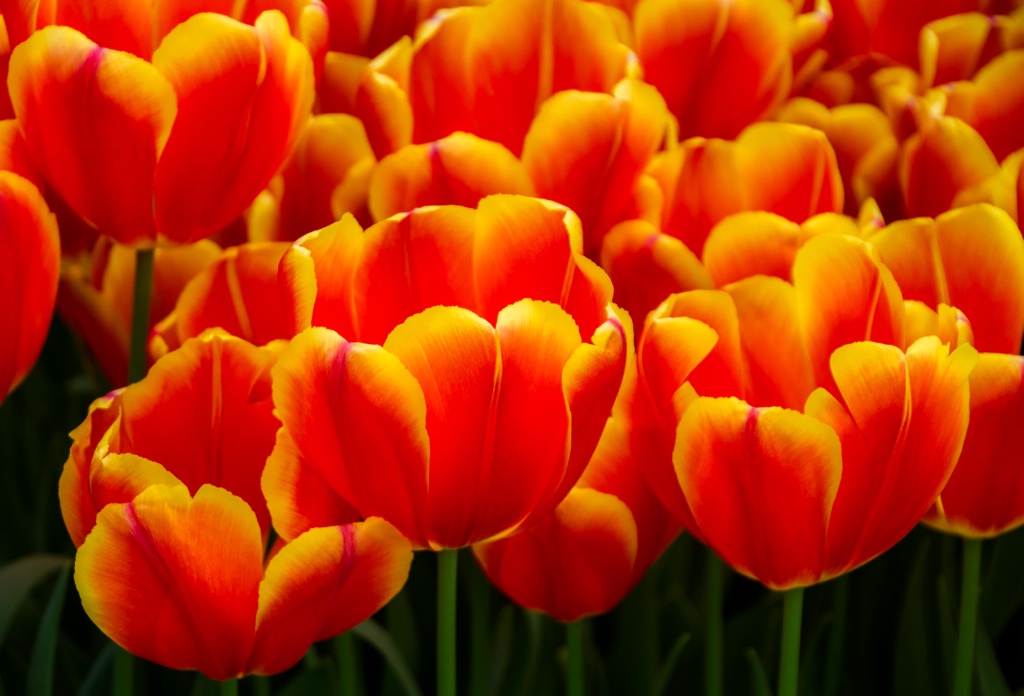 Field of Tulips